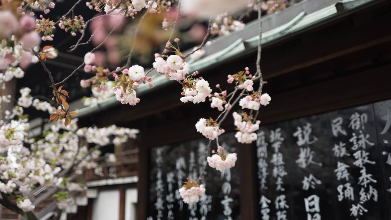 'Sakura Mirin' betekent 'kersenbloesem Mirin', en is de hoogste kwaliteit die in Japan gebrouwen wordt.
