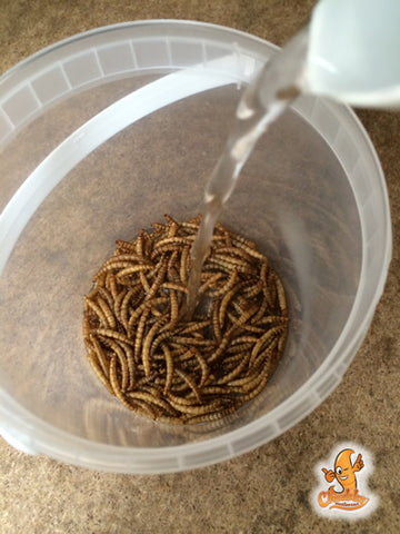 Add water to Chubby Mealworms