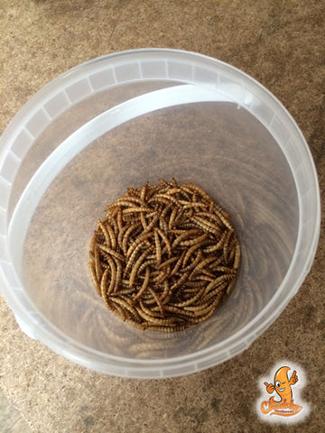 Dried Chubby Mealworms