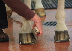 wash horse hoof