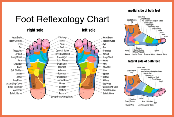 Foot Reflexology Chart