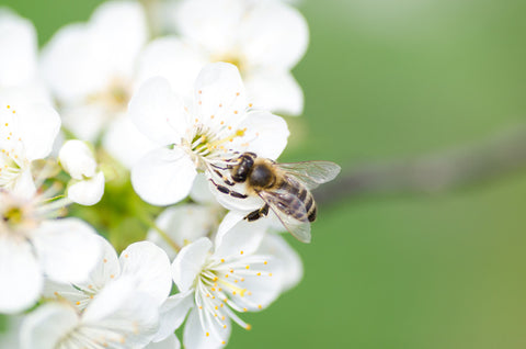 Royal Jelly, Excellent Skincare Remedy for Improved Hydration and Acne Treatment