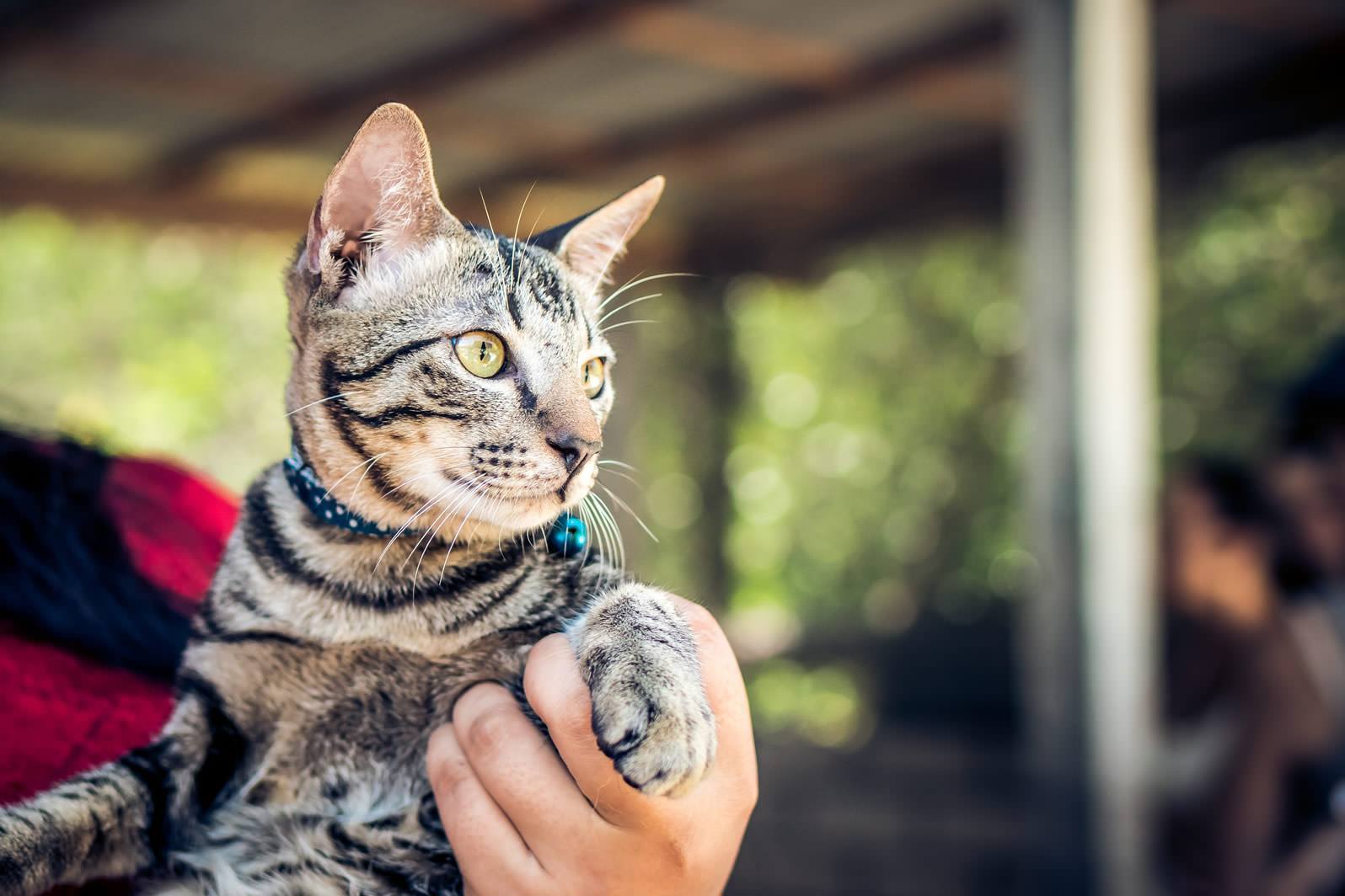 How To Train Your Cat To Sit In 5 Easy Steps #cattraining - Cat training  tricks, Cat training, Cat care