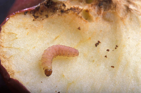 Codling moth (Cydia pomonella) larva