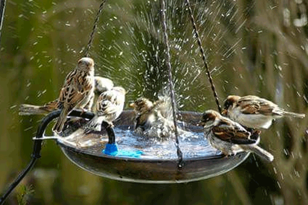 Dandy's Bird Bath