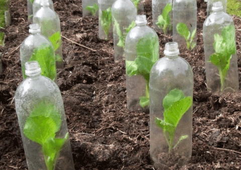 Garden Bottle Cloches
