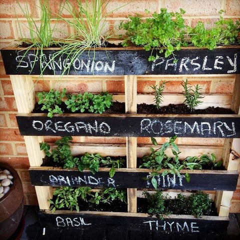 Dandy's Pallet Herb Garden