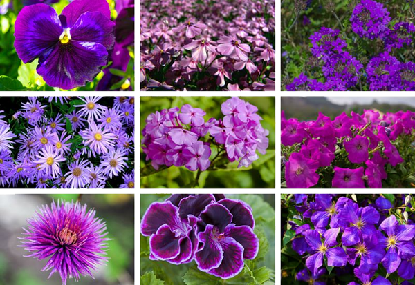 World Bee Day - purple flowers