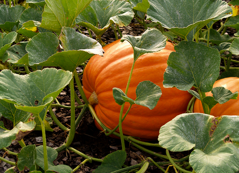 Grow Your Own Pumpkins