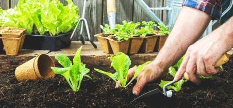 Dandy's Vegegrow Topsoil