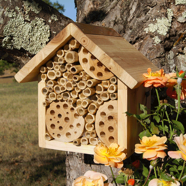 Dandy's Bee Hotel