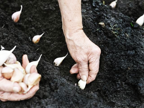 Garlic Planting