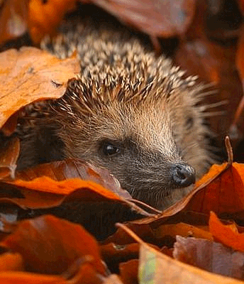 Hedgehog house