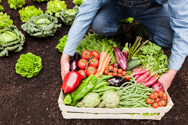 Dandy's Vegetable Growing Guide for April 