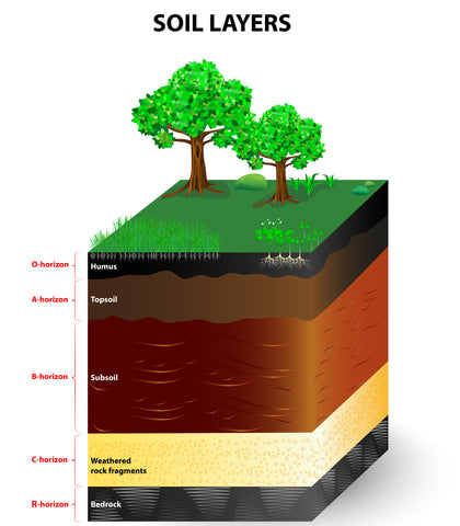 Soil Layers - what is Topsoil? Dandy's