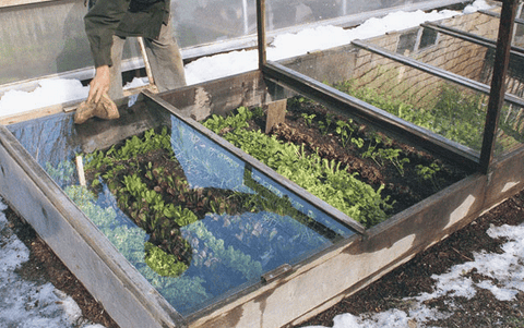 Cold Frame