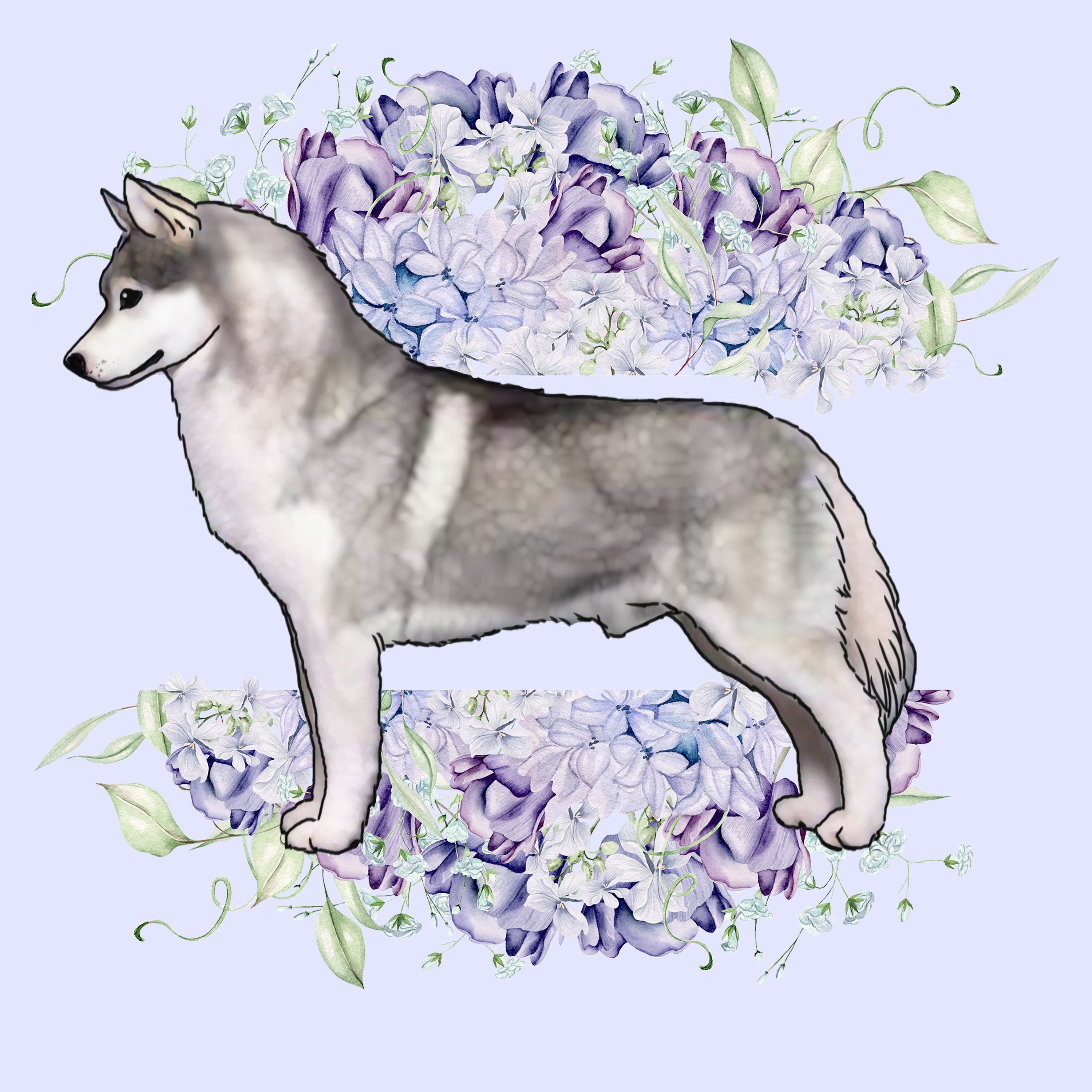Siberian Husky