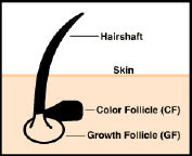 Livestock Skin Anatomy graphic