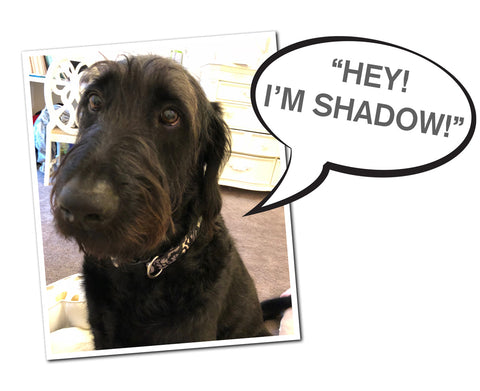 My Audio Pet's beginnings were inspired by my Dog, Shadow, says KJ the Owner