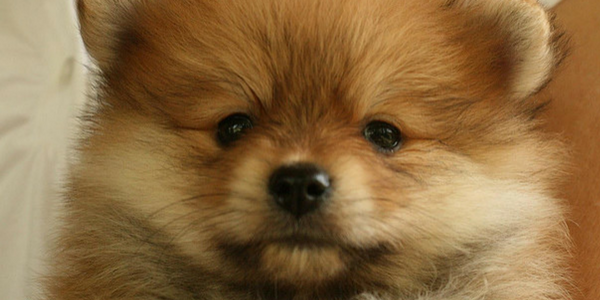 dogs that look like fluffy bears