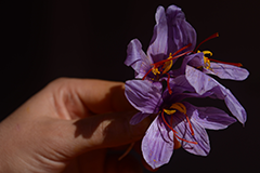 hand holding saffron crocus flower
