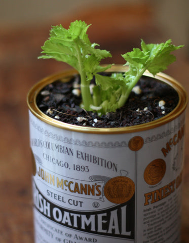 grow-celery-at-home