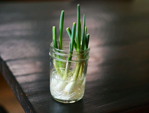 spring-onion-propagation