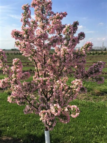 Crabapple Pink Sparkles For Sale Shop Stuarts Stuarts Landscaping