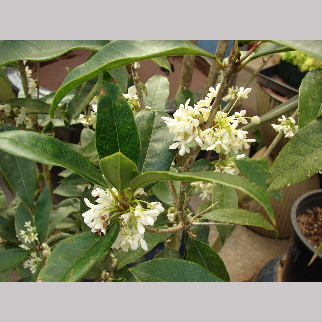 Osmanthus Fragrans Tea Olive Sweet Olive Dancing Oaks Nursery And Gardens 