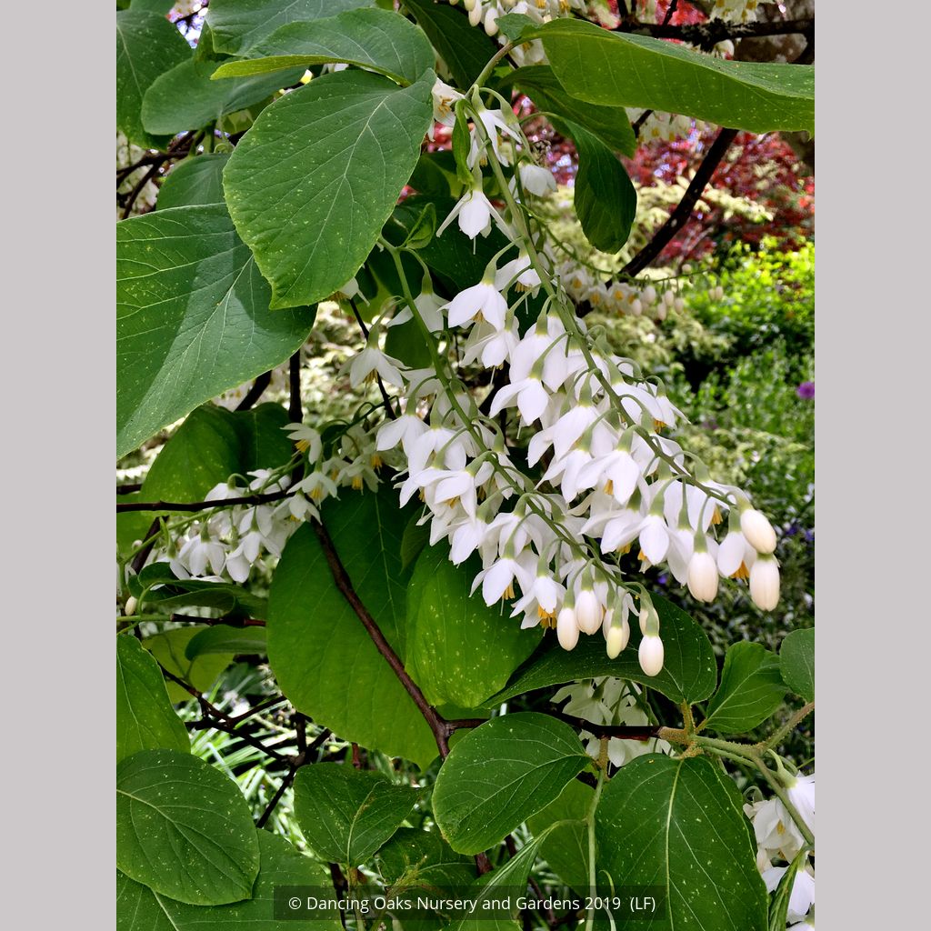 Styrax Obassia Fragrant Snowbell Dancing Oaks Nursery And Gardens 6461