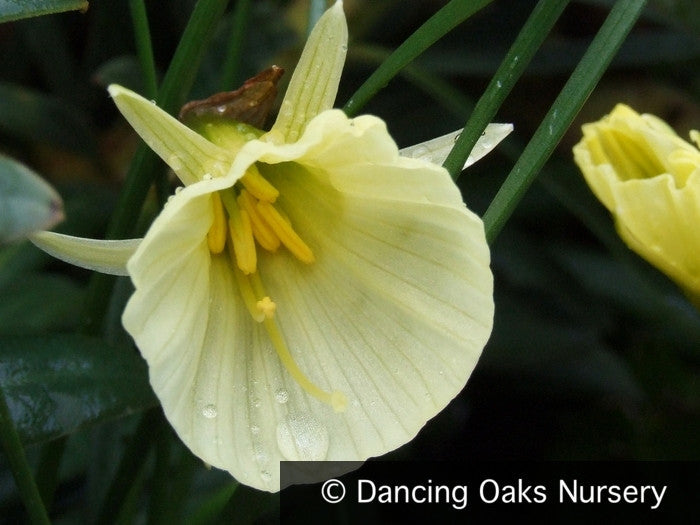 hoop petticoat daffodils