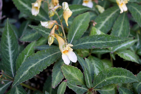  ~ Impatiens omeiana 'High Voltage', Hardy Impatiens ~ Dancing Oaks Nursery and Gardens ~ Retail Nursery ~ Mail Order Nursery