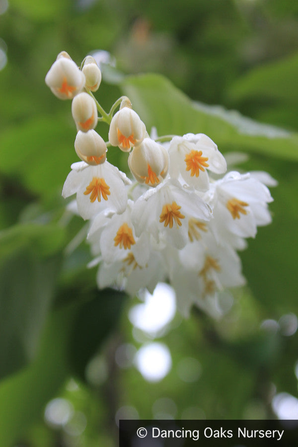 Styrax Obassia Fragrant Snowbell Dancing Oaks Nursery And Gardens 0438