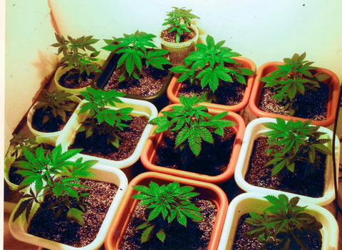 Grow Kits That Will Revolutionize Indoor Growing