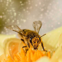bee-pollenating