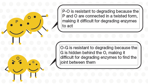 PUSH Dipeptides resistant to degrading