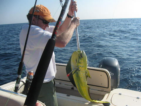 Mahi caught on a Pink & Blue Monkalur off the coast of Topsail, NC.
