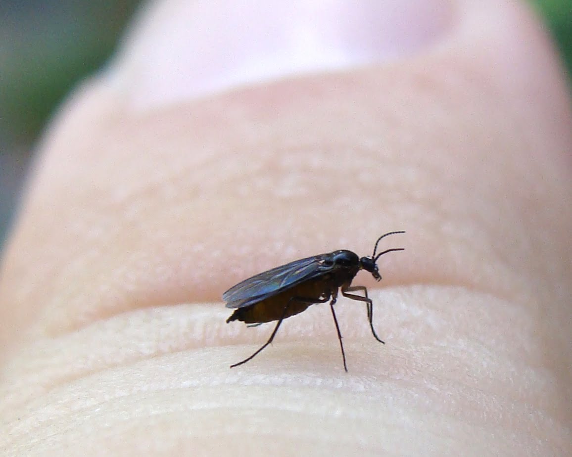 Tips on Dealing with Black Flies Life in the ADK