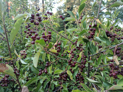 choke cherry on tree in forest