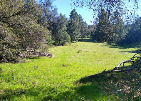 mountain meadow