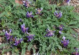 Astragalus