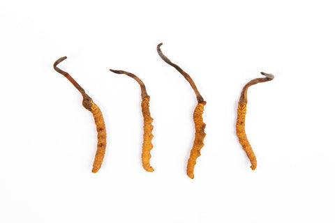 Cordyceps Mushrooms