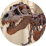 t-rex suffered from gout