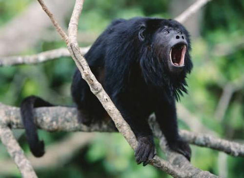 Howler Monkey