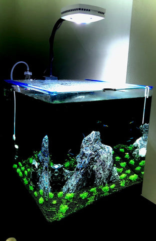 Aquarium with CO2 Cylinder