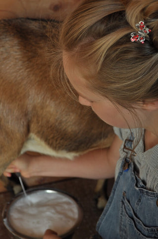 young-girl-milking-brown-and-white-goat