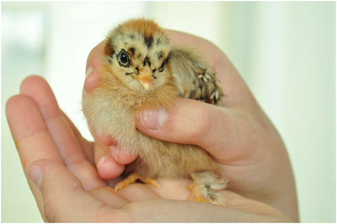 Chick in hand of young girl