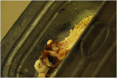 Chicks in tub under heat lamp