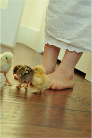 Chicks on wooden floor near feet of girl in linen dress