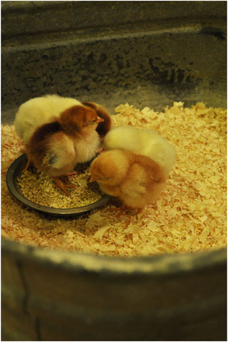 chicks sleeping in tub with sawdust